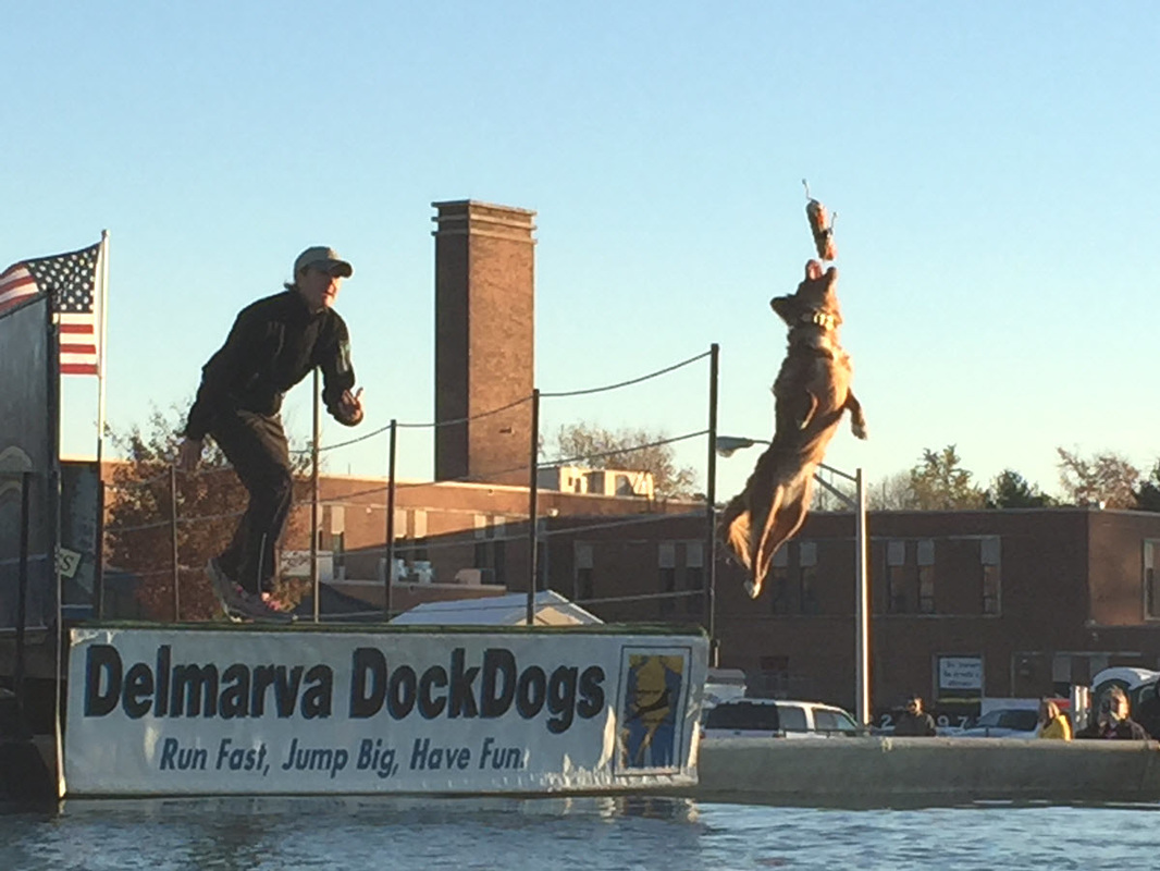Dock Dogs Competition at Waterfowl Festival
