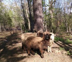 Corriedale Sheep Return to Jeri Lynn's Farm 