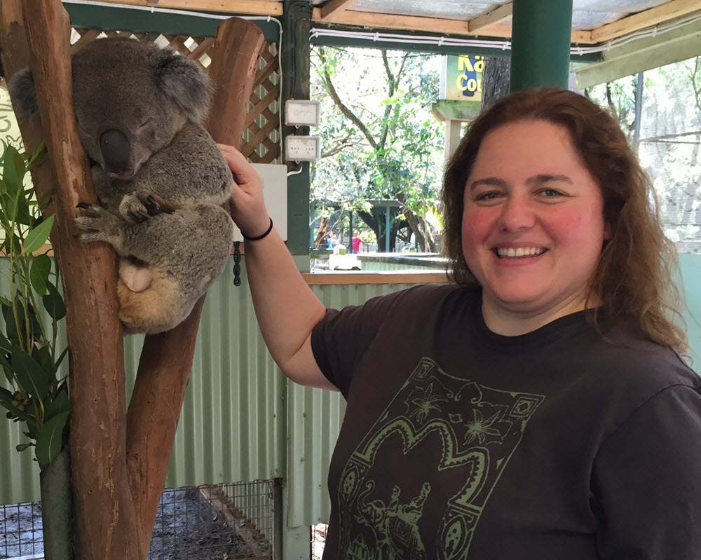 Koala Bear in Sydney Australia