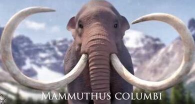 Photo of Mammuthus Columbi
